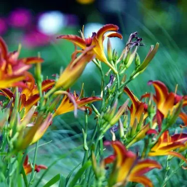 Spis dit staudebed - 20 spiselige stauder